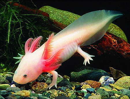 Axolotl: Pronounced 'Axe a Lottle'