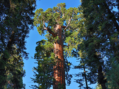 The March of the Ents